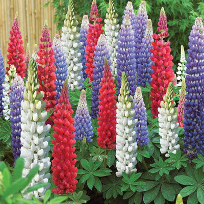 the green dotcom Lupin Mixed Seeds Festival Mix Seed/lupin seeds 10 Seed(10 per packet)