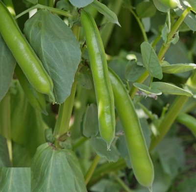 WANCY Broad Bean 'The Sutton' Seed(25 per packet)