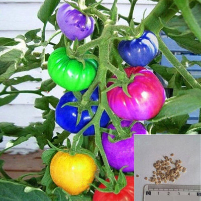ActrovaX Multicolor Colored Tomato Seed Pack [2000 Seeds] Seed(2000 per packet)