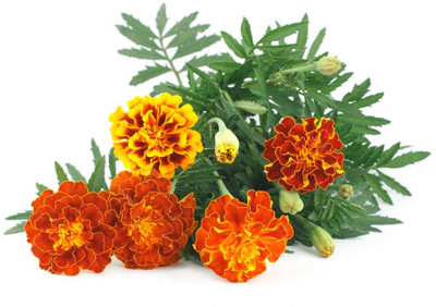 Aywal Marigold F2 Dwarf Double Orange Flower Seed(9 per packet)