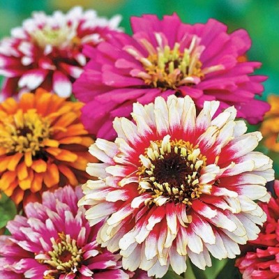 Quentova Zinnia Carousel Mix-LIV-8J Seed(100 per packet)