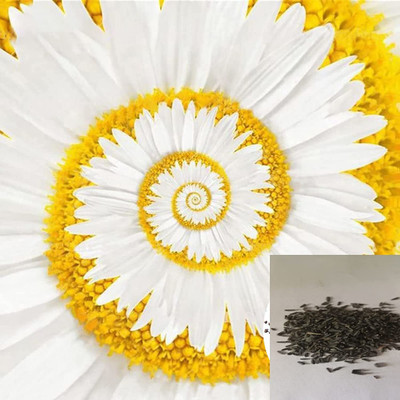CYBEXIS PAU-45 - Mixed Colors Flower of Spiral Chrysanthemum - (270 Seeds) Seed(270 per packet)