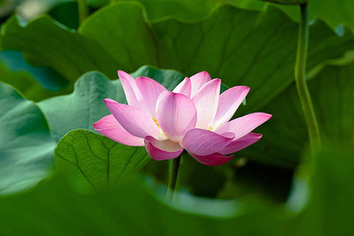 UGRA lotus,kamal gatta Seed(10 per packet)