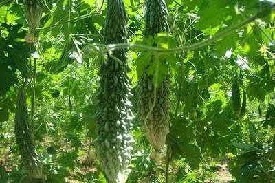 Oliver F1 BEST QUALITY BITTER GOURD SEEDS Seed(25 per packet)