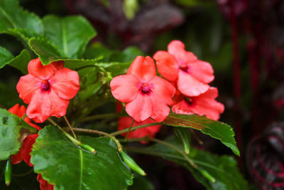 XOLDAA balsam frower Seed(20 per packet)