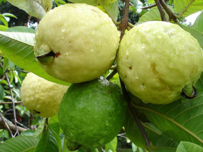 WILLVINE Green Guava Seeds-[1000 Seeds] Seed(1000 per packet)