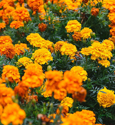 SAMS AGRO marigold/gende ka phool flower seeds Seed(25 per packet)