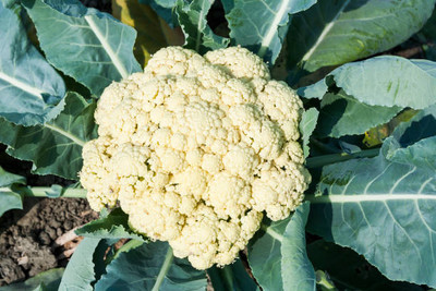 Ferretti Group white cauliflower,gobhee seeds Seed(35 per packet)