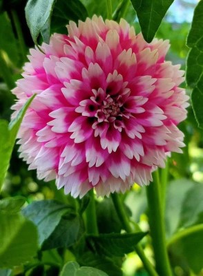 ibains Dahlia bulbs flower seed Seed(10 per packet)