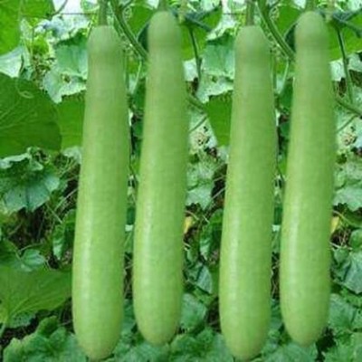 Ronofic Bottle Gourd, Looki Seed(20 per packet)