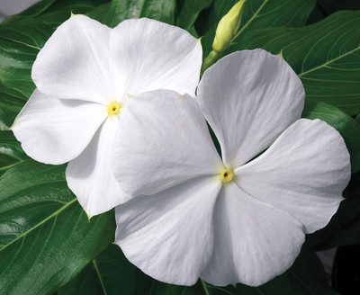 Platis Vinca/सदाबहार Flower Plant Seed(100 per packet)