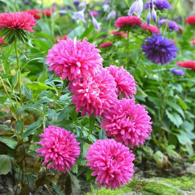 XOLDA Exotic aster Seed(31 per packet)