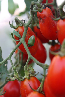 jkfarm tomato Seed(105 per packet)