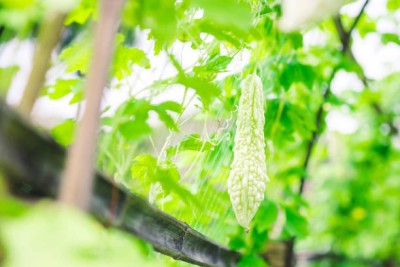 Freshtige bitter gourd,karela seeds Seed(30 per packet)