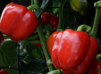 DIVINE CAPSICUM Seed(65 per packet)