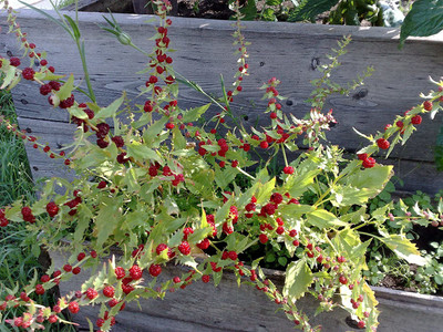 CYBEXIS XL-97 - Strawberry Spinach Blite Giant - (750 Seeds) Seed(750 per packet)