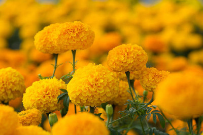 TULIP marigold/gende ka phool flower seeds Seed(25 per packet)