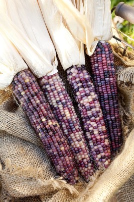 VibeX LXI-90 - Amethyst Dream Purple Glass Gem Corn - (2250 Seeds) Seed(2250 per packet)