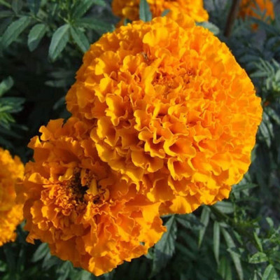VibeX ® VMR-423 Cracker Jack Marigold Seeds Seed(500 per packet)