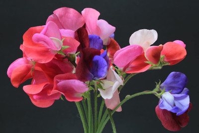 Aywal Sweet Pea Mixed Color Hybrid Flower Seed(100 per packet)