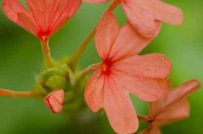VEDAGRAHI kanakambaram-firecracker-crossandra Seed(80 per packet)