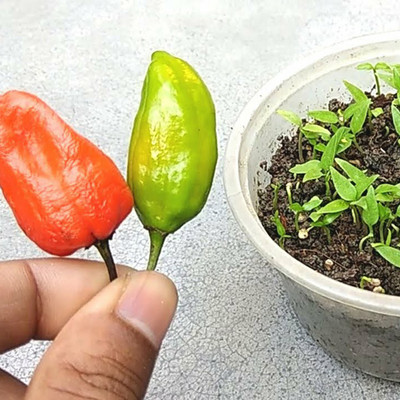 PMA bumbai chilli, pure dasi chilli Seed(125 per packet)