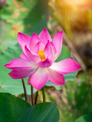 Weber lotus,kamal gatta Seed(15 per packet)