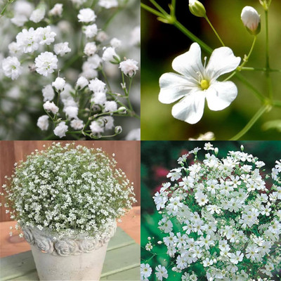 sbains Gypsophila bouquet seeds no of seeds 30 Seed(30 per packet)