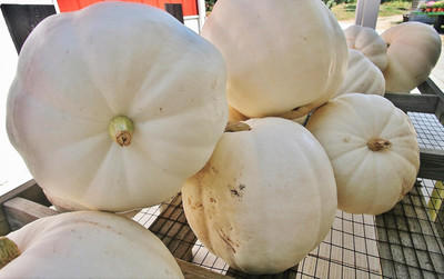 KNESSiN (BIO) Casper White Pumpkin Vegetable Seeds For Planting (200 Seeds) Seed(200 per packet)