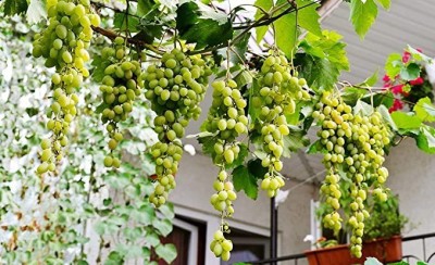 Aro Grapes, Green Grapes Seed(52 per packet)