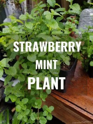 Qualtivate HUA-4A Strawberry Mint Seeds Seed(200 per packet)