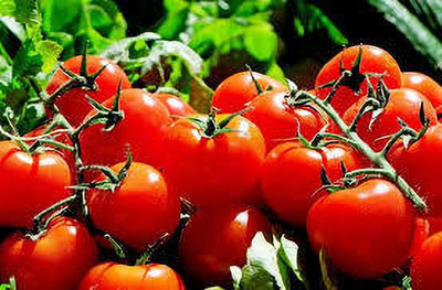 XOLDAA hybrid f1 quality tomato seeds Seed(30 per packet)
