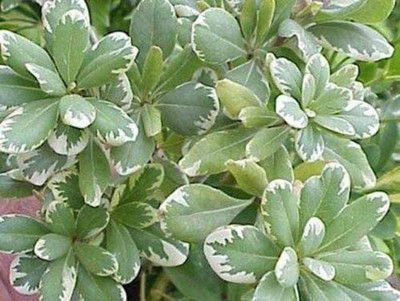 VibeX ® LXI-554 Orange Mint Seeds Seed(200 per packet)