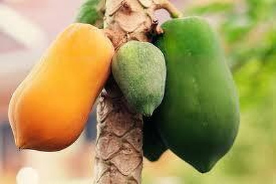 BDSresolve Taiwan papaya seeds pack of 41 Seed(41 per packet)
