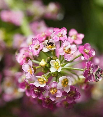 Quentova Alyssum Seeds - Wonderland Series-LTK Seed(40 per packet)