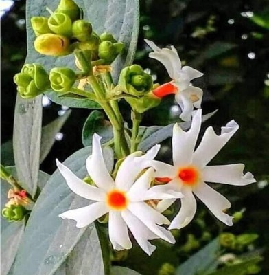 Manomay Jasmine Parijat Harshringar Parijatak Flower 20 Seeds F123 Seed(50 per packet)