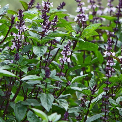 VibeX LXI-22 - African Blue Basil - (4500 Seeds) Seed(4500 per packet)
