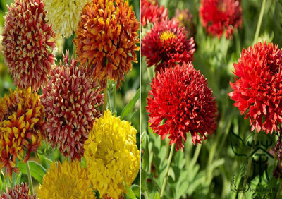 KANAYA Gaillardia F1 Hybrid Flower Seed(88 per packet)