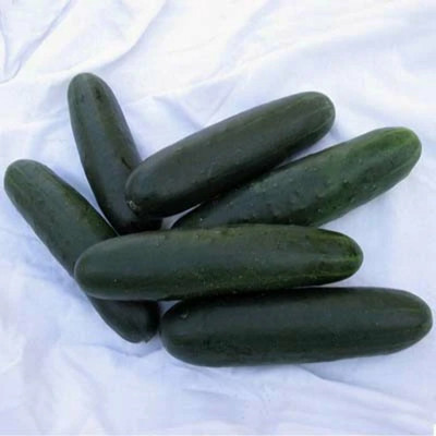 WHYGI Cucumber Centella F1 Seed-CuC_1849 Seed(1000 per packet)