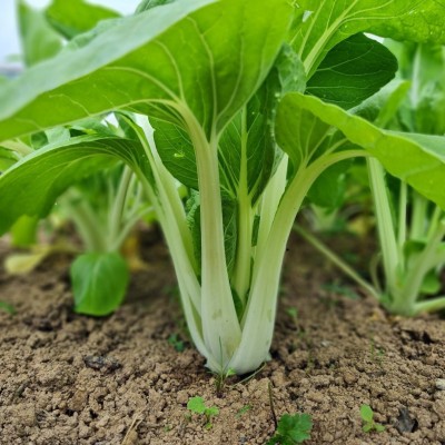 Quentova Asian Greens – Pak Choi-XLI-3A Seed(200 per packet)