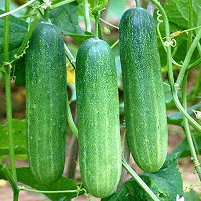 KANAYA Cucumber Seed(20 per packet)