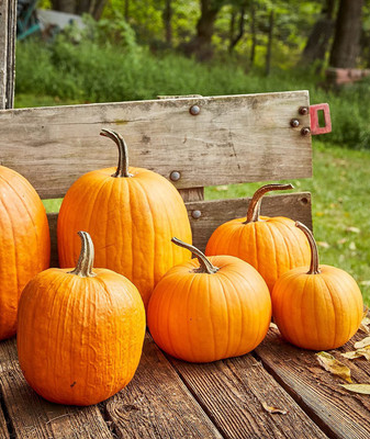 WILLVINE LX-275 Connecticut Pumpkin Seeds Seed(50 per packet)
