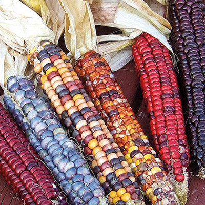 VibeX LX-13 - Indian Ornamental Count Corn - (2250 Seeds) Seed(2250 per packet)