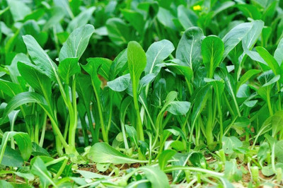 WILLVINE GOI -VII Chinese Cabbage Pakchoi Seeds [2.5g] Seed(750 per packet)