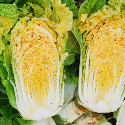 KNESSiN Cabbage rapeseed Seed(1250 per packet)