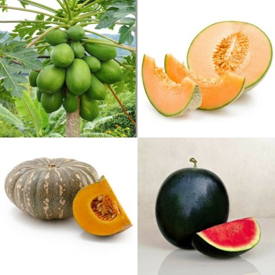 SimXotic Combo of Muskmelon, Papaya, Pumpkin Kaddu & Watermelon (GMO-FREE) Seed(4 per packet)
