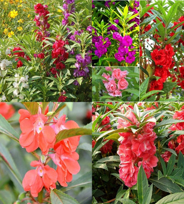 ibains Balsam mix flower seeds beez 60 Seed(60 per packet)