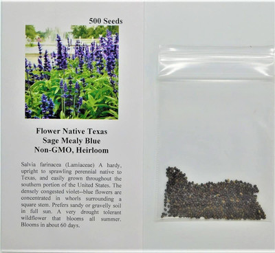 CYBEXIS XLR-6 - Sage Mealy Blue - (1350 Seeds) Seed(1350 per packet)