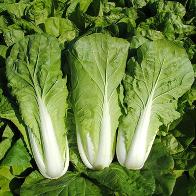 KNESSiN Bok Choy Chinese Cabbage Seed(1250 per packet)