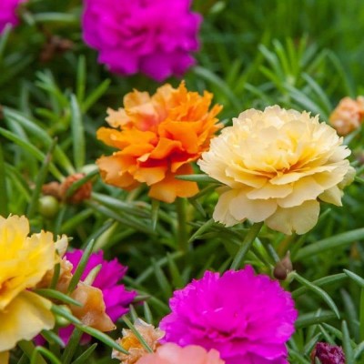 ibains Portulaca mix flower seeds garden pack Seed(56 per packet)